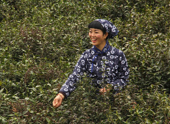 梦莲直播